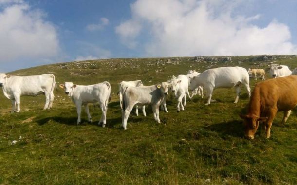 Agriturismo Cascina Dolomiti - Cascina Dolomiti - Malghe