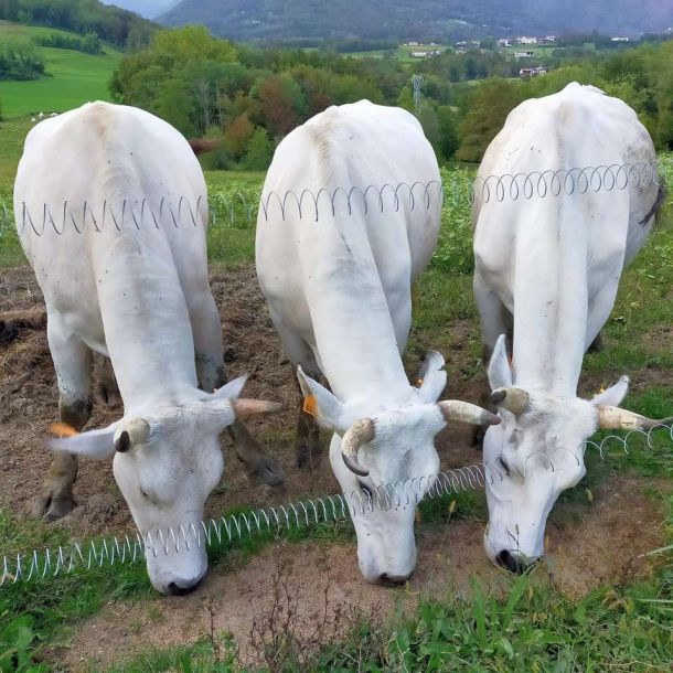 Agriturismo Cascina Dolomiti - Cascina Dolomiti - I nostri allevamenti