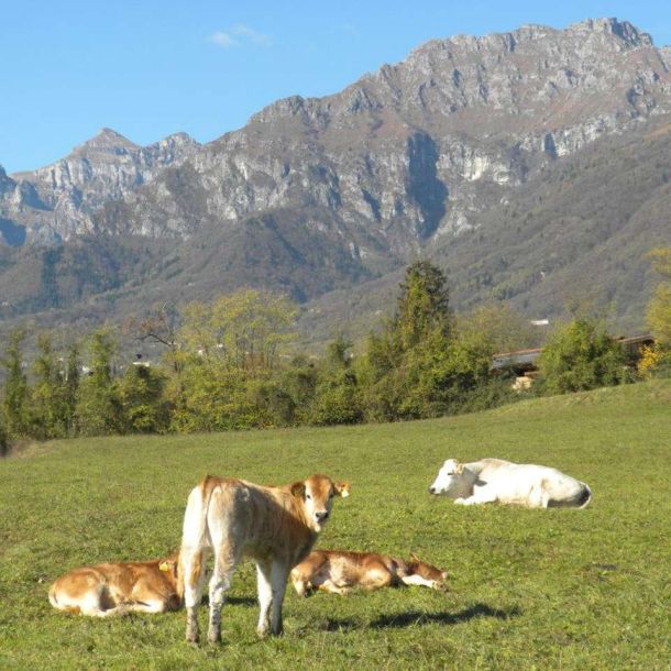 Agriturismo Cascina Dolomiti - Cascina Dolomiti - I nostri allevamenti